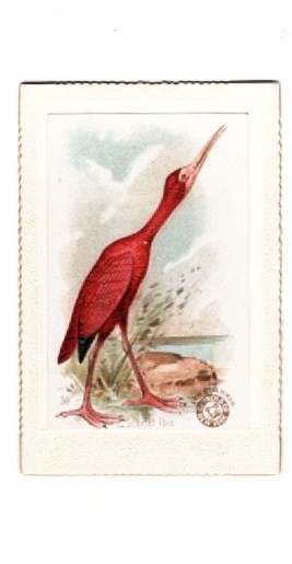 1898 (J2) #39 Scarlet Ibis Church & Co. New Series of Beautiful Birds Large Vers