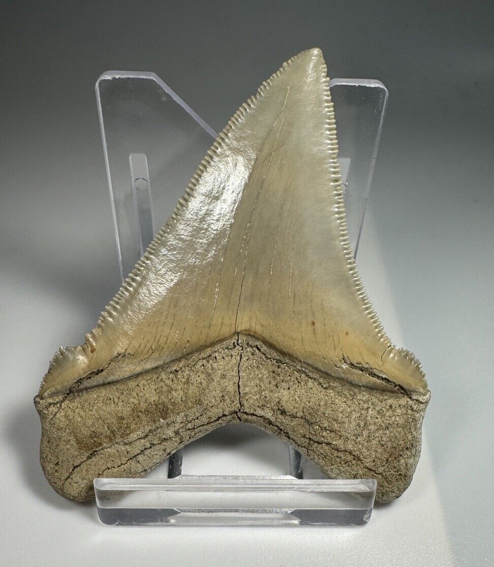 2.65 In Colorful Aurora Lee Creek Chubutensis Shark tooth Fossil Chub NC
