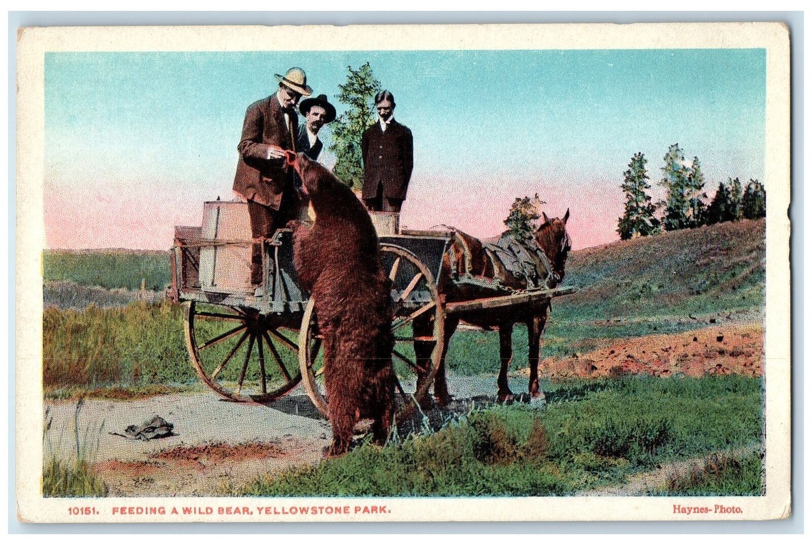 Yellowstone National Park Wyoming WY Postcard Feeding A Wild Bear c1920s Vintage