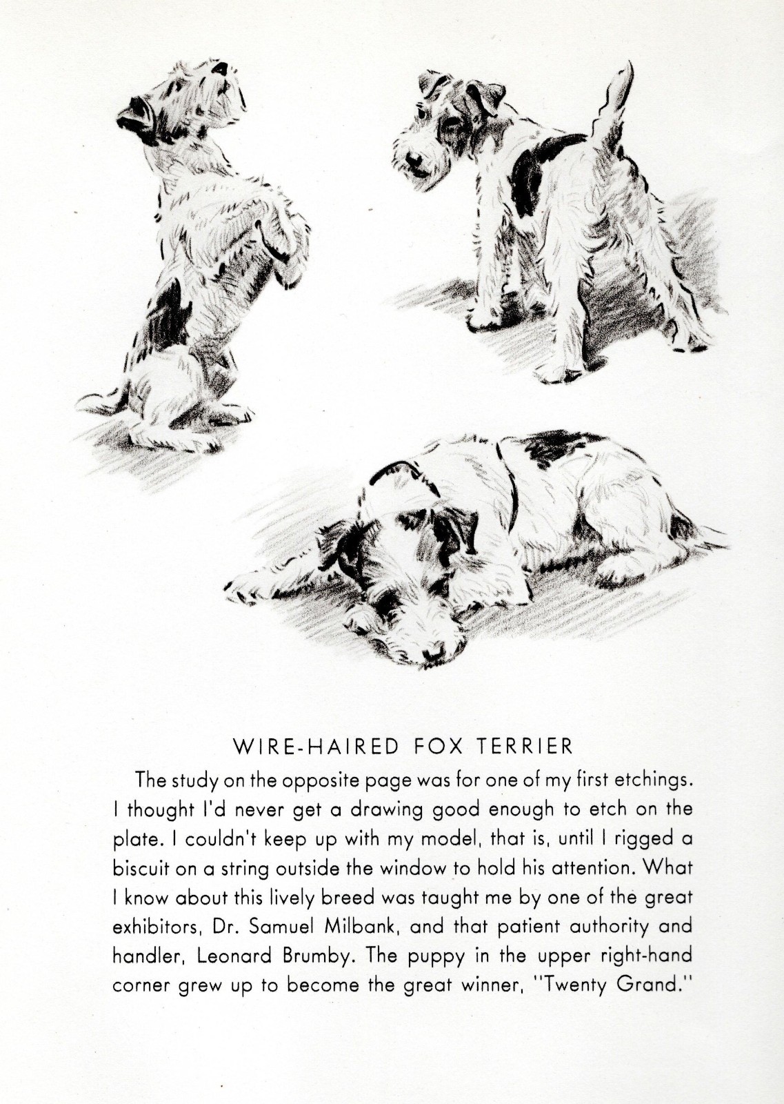 Wire Fox Terrier 