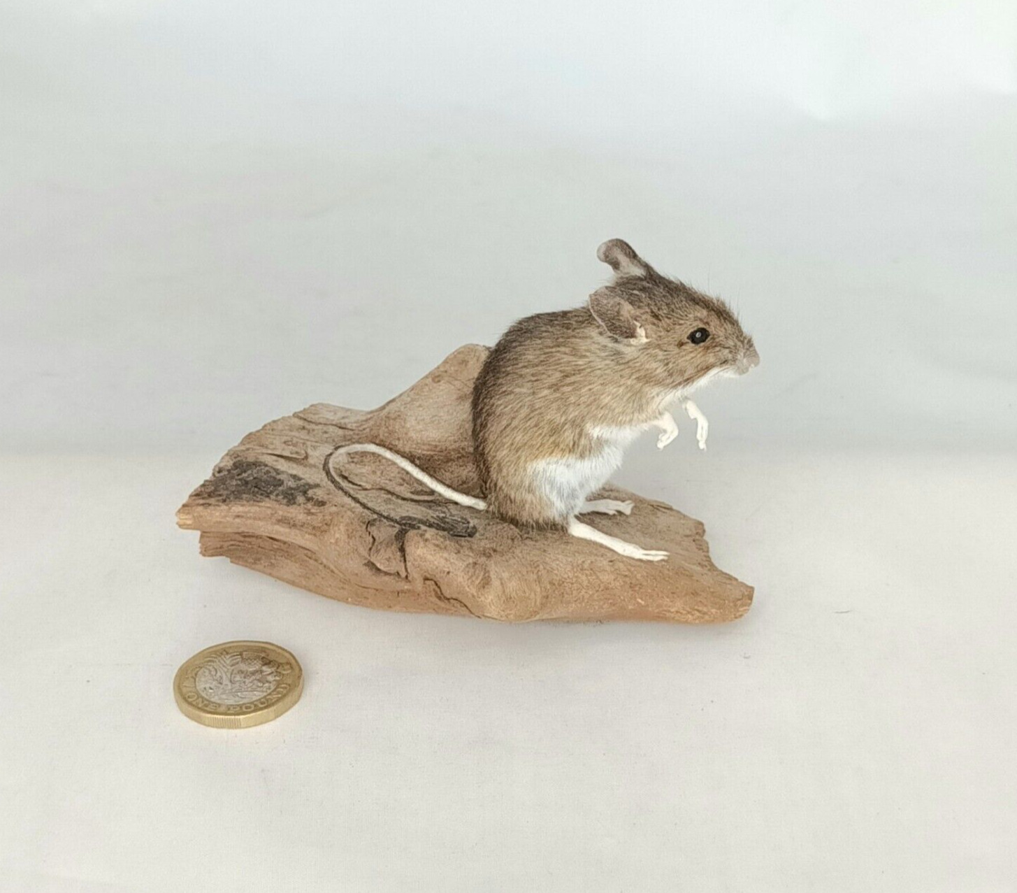 Taxidermy Field Mouse. Log no 253. Standing On Driftwood. Small Mammal.