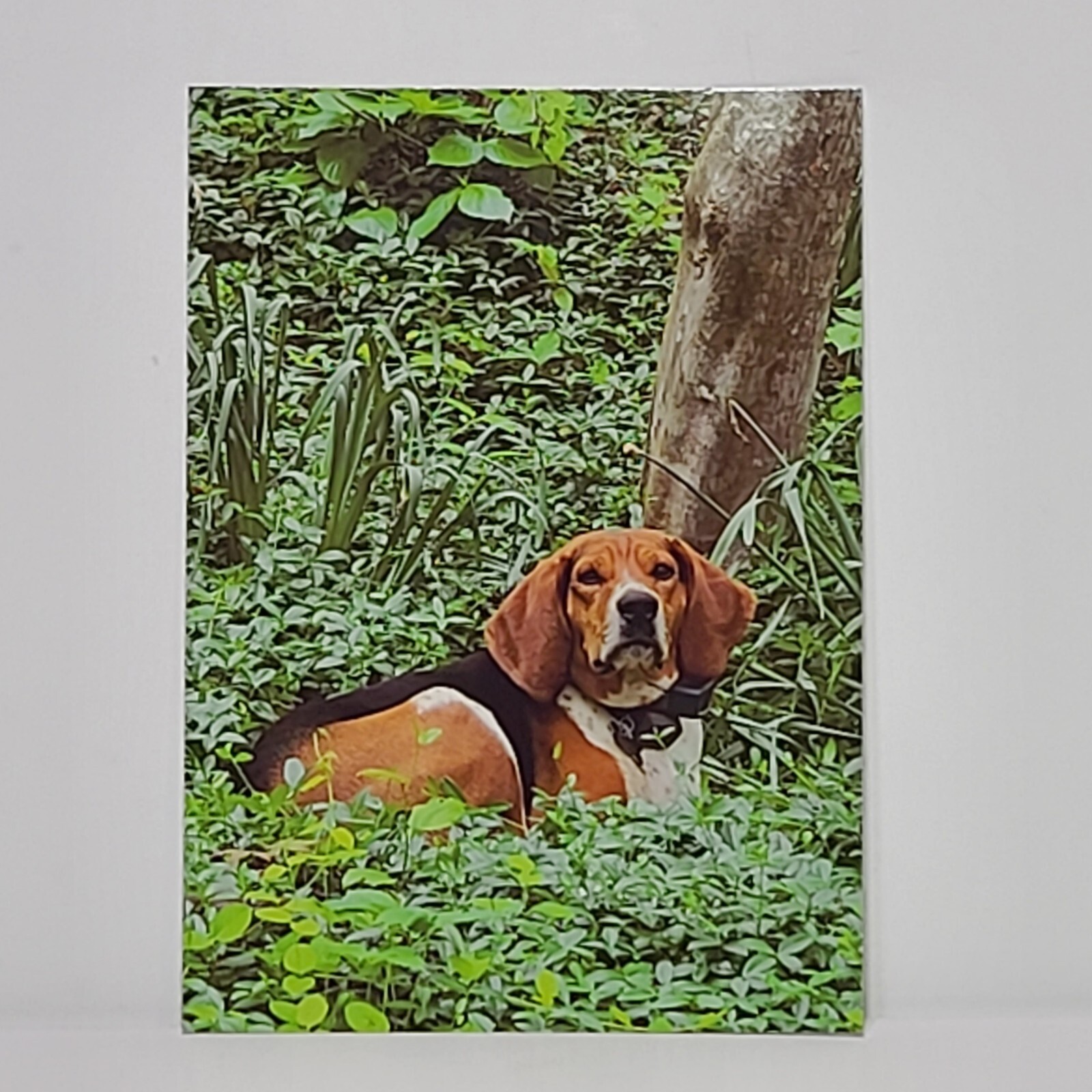 Treeing Walker Coonhound Postcard 5 x 7 inches \