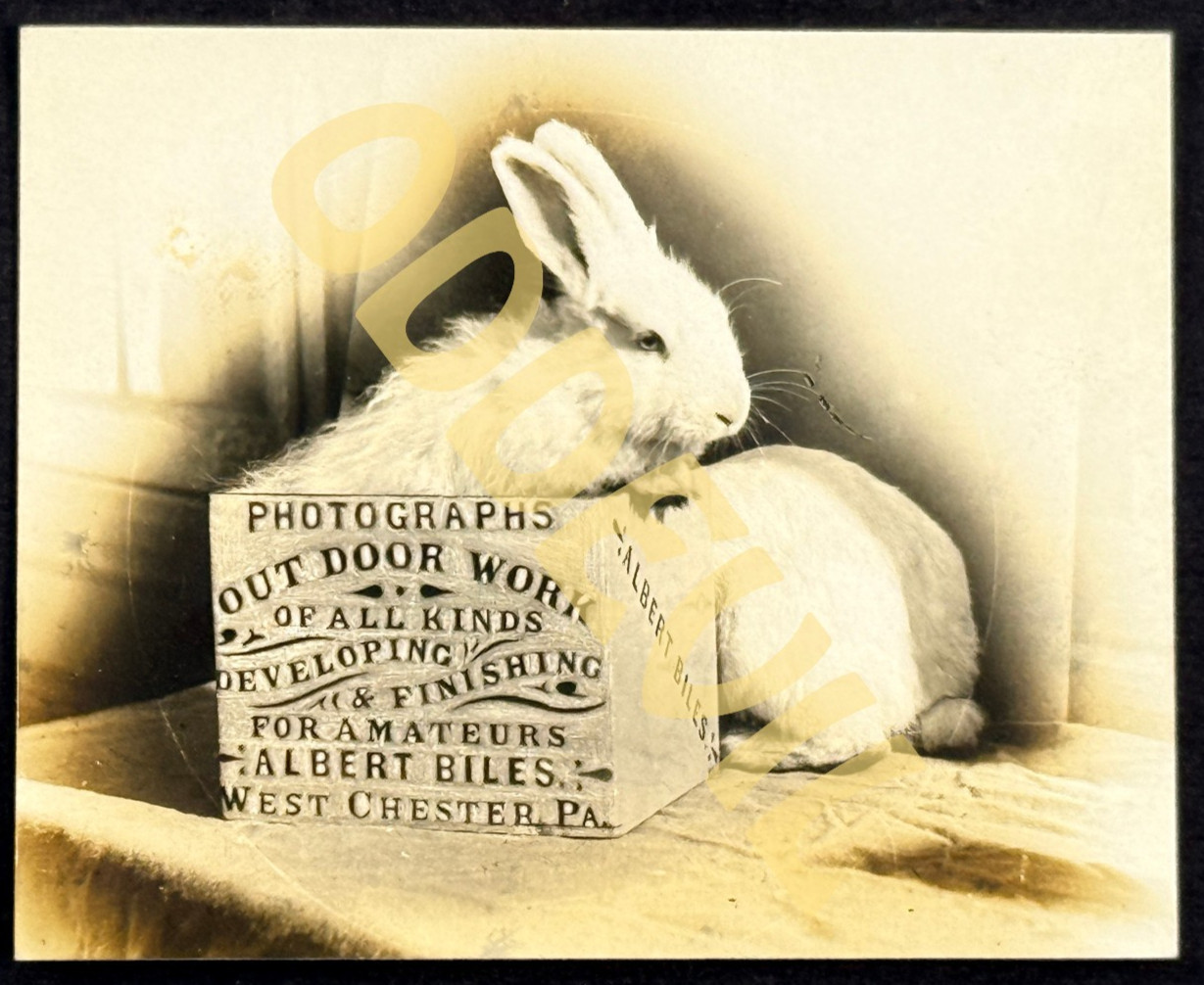 1910s Albert Biles Photo Studio Advertising RPPC postcard West Chester PA rabbit