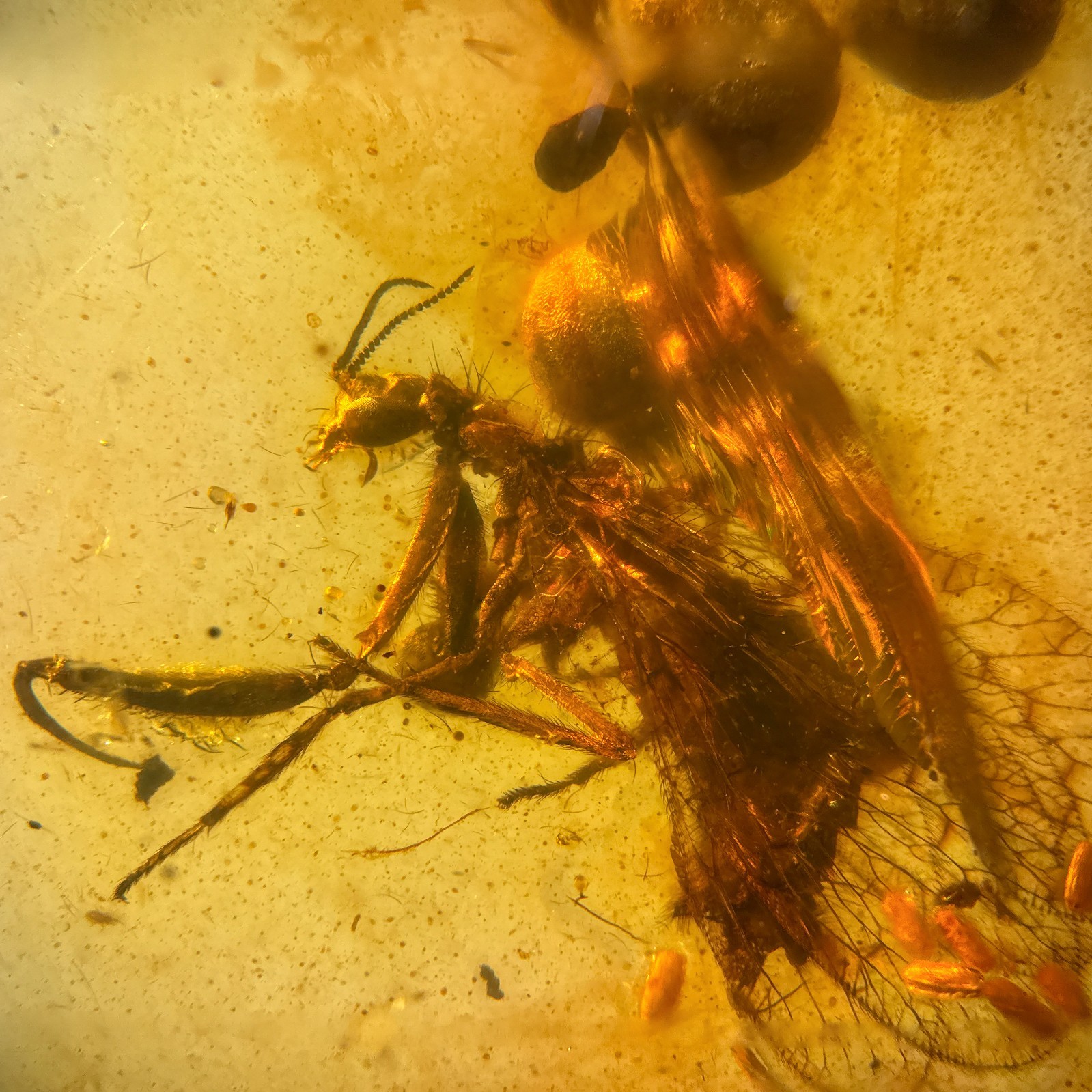 Mantisfly in Burmese / Burmite amber fossil / 100% genuine amber 