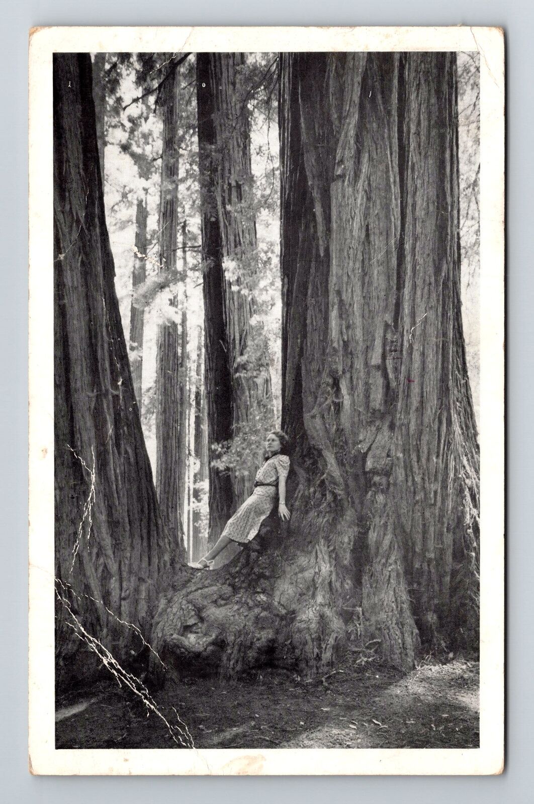 San Francisco CA-California, Scenic Woods View, Vintage Postcard