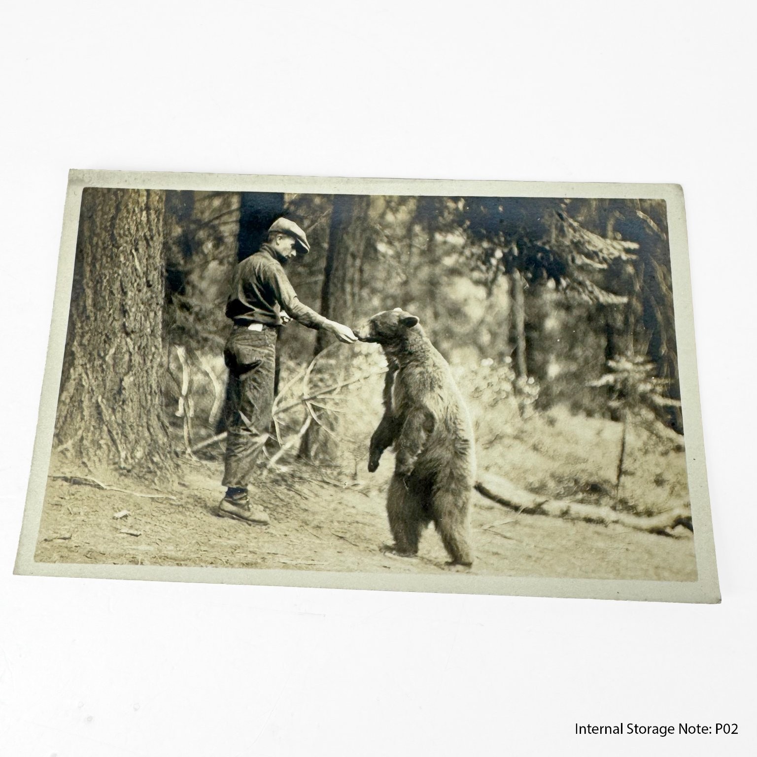 Vintage RPPC Real Photo Postcard Man Feeding Wild Bear Forest Wildlife Nature Vintage RPPC Real Photo Postcard Man Feeding Wild Bear Forest Wildlife Nature