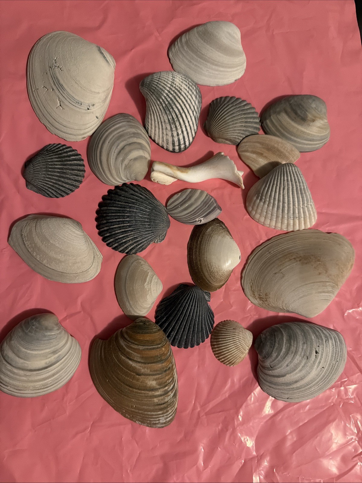 Seashells From The Outer Banks Beaches North Carolina 21 Shells Lot #2