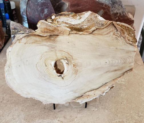 2.6kg Petrified Wood Slab Oregon | Fossilized Tree Wood Specimen Quartz