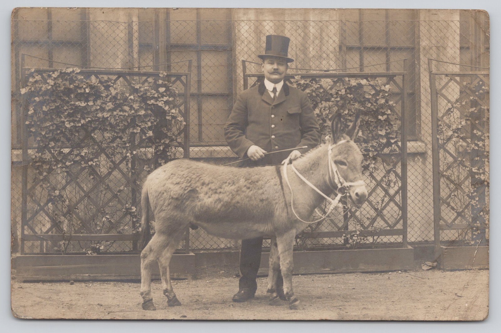 RPPC Trained Circus Donkey 