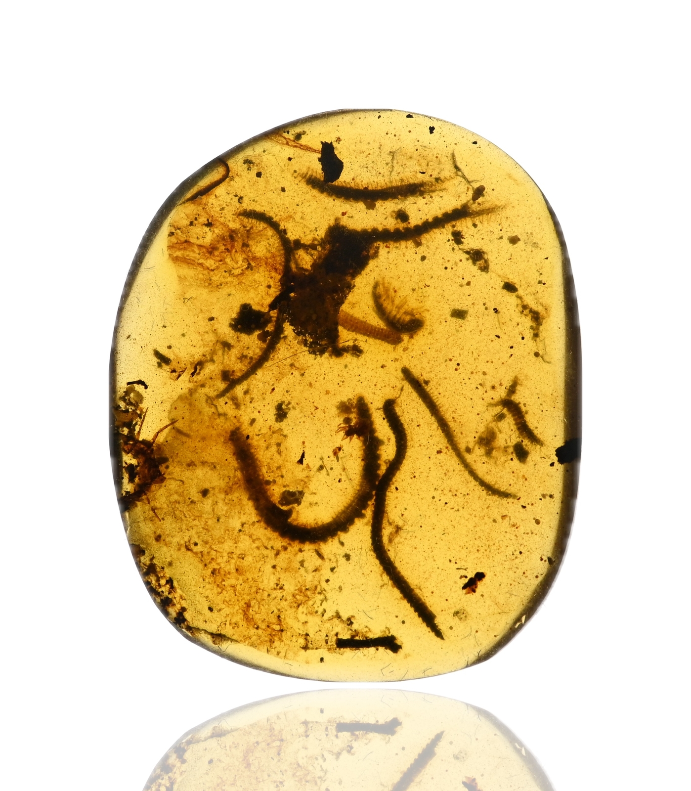RARE Swarm of Millipedes, Fossil insect inclusion in Burmese Amber