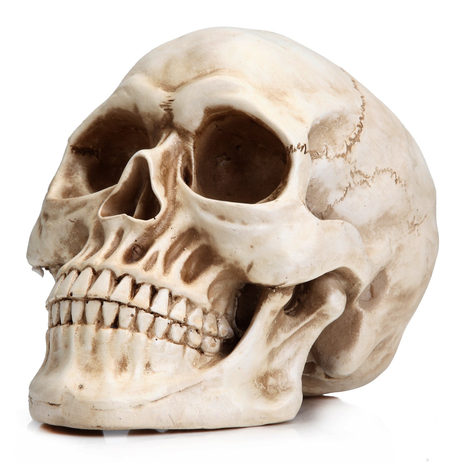 Resin Skull, Human Head Model for Home Decoration, Halloween Statue, Skull Mo... Resin Skull, Human Head Model for Home Decoration, Halloween Statue, Skull Mo...