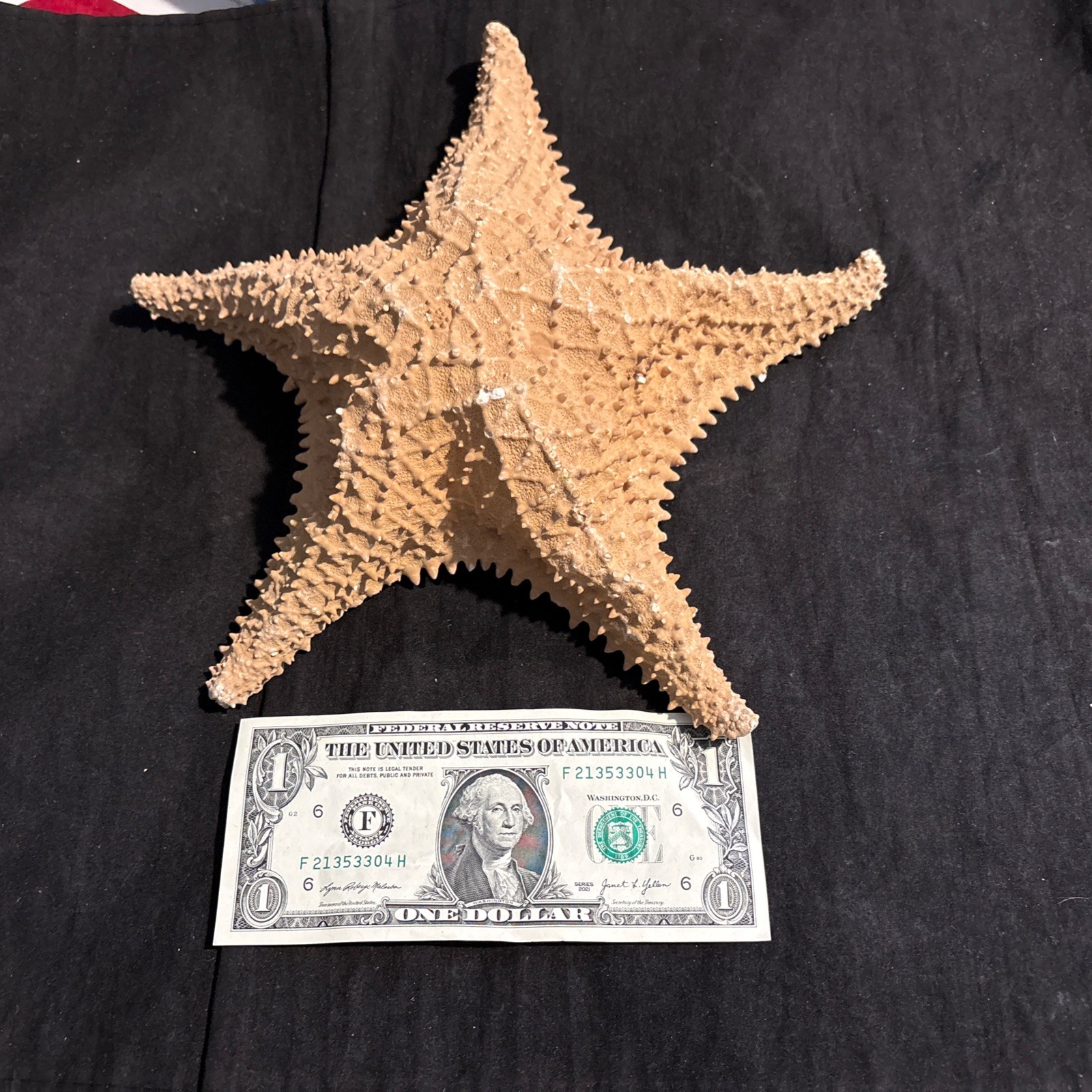 Extra Large 11” Real Dried Starfish Specimen - Cushion Sea Star - Beach Decor