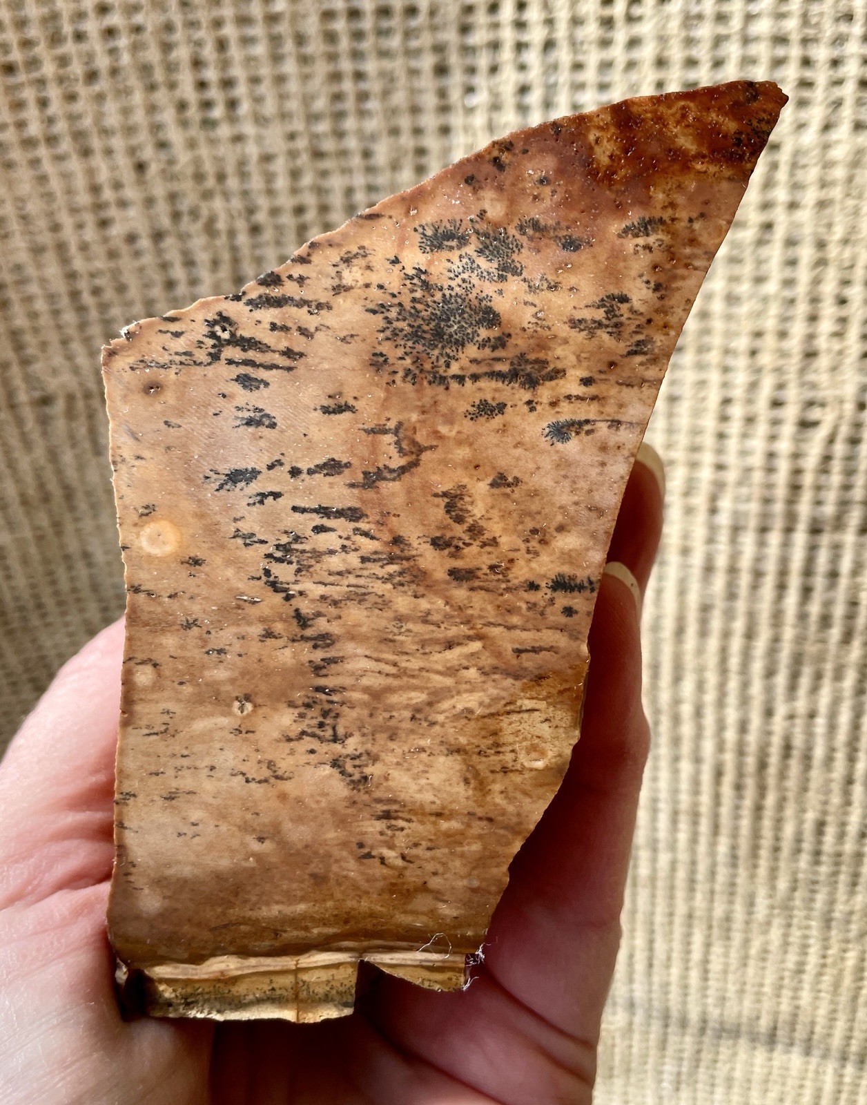 1.2 lb Biggs Picture Jasper Lapidary Rough Cut from Biggs, Oregon
