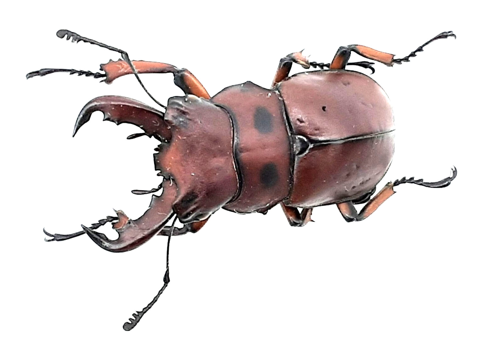 Lucanidae, Homoderus gladiator, Kenya, A1, 36mm, #LM176