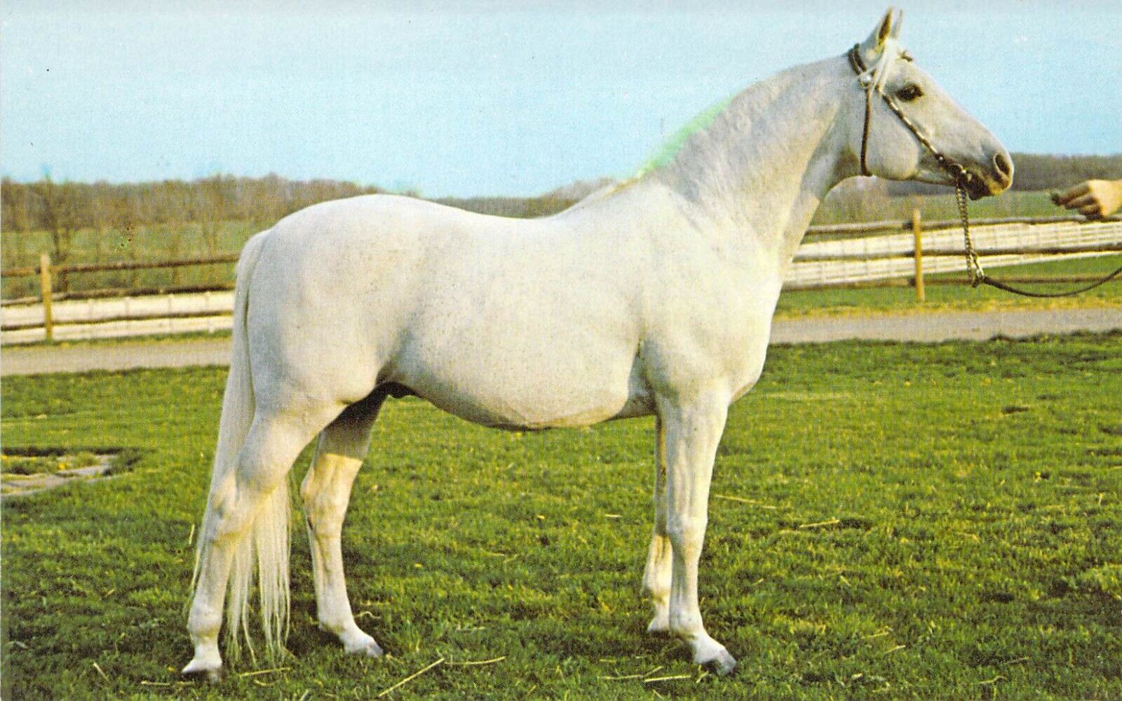 1978 AL-MARAH Indraff White Arabian Stallion Horse foaled 1956 postcard a69