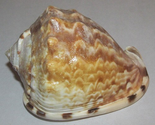 94 mm GREAT PATTERN Cassis Flammea Helmet Seashell From Caribbean Sea RARE 94 mm GREAT PATTERN Cassis Flammea Helmet Seashell From Caribbean Sea RARE