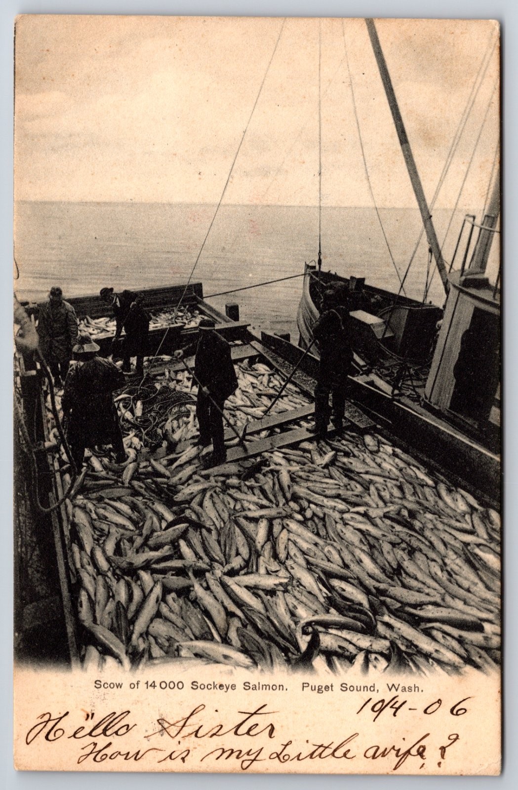 14,000 Sockeye Salmon Fishing Puget Sound Washington Postcard