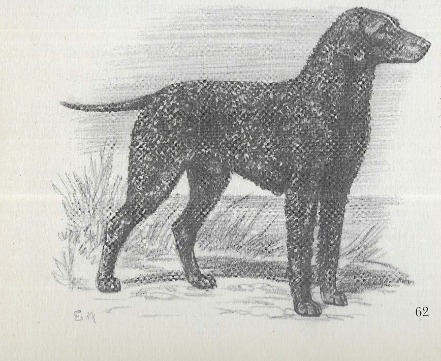 Curly Coated Retriever - CUSTOM MATTED - Vintage Dog Art Print - 1942 Megargee
