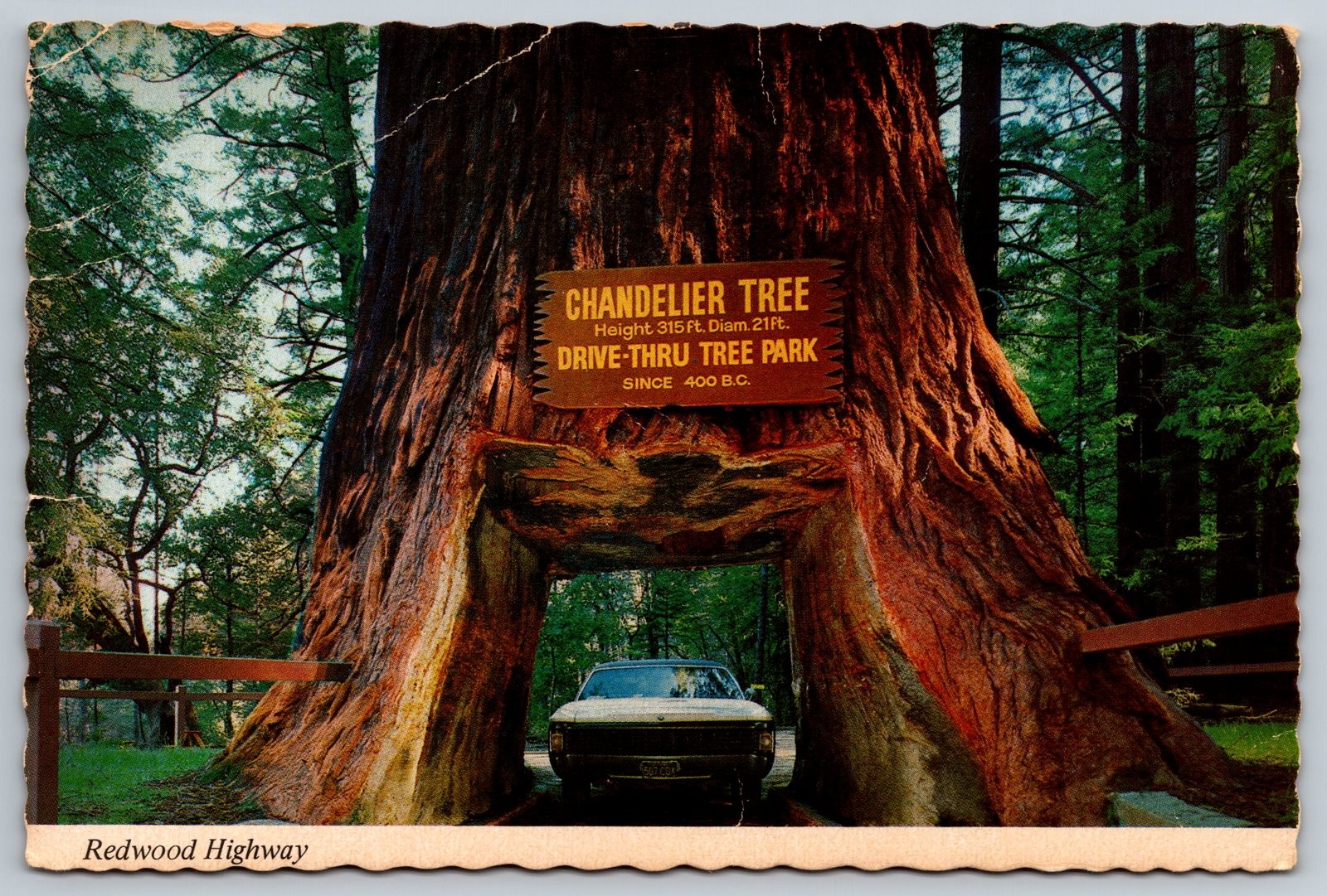 Vintage Postcard Leggett CA Chandelier Drive-Thru Tree Park