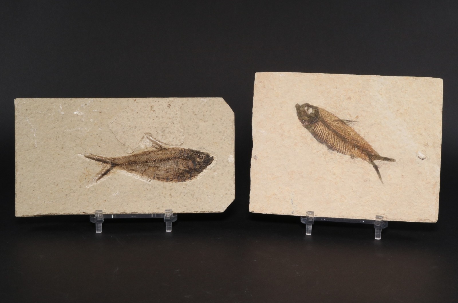 Diplomystus & Knightia Fossil Fish Fossil Lake Green River Fm Wyoming COA 11974