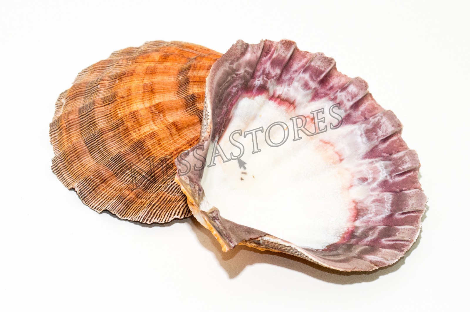 Orange Lion Paw Scallop Nautical Beach Craft Sea Shell 5\