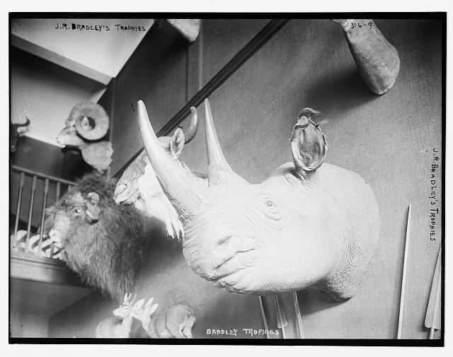 Photo:J.R. Bradley\'s animal trophies (rhino)