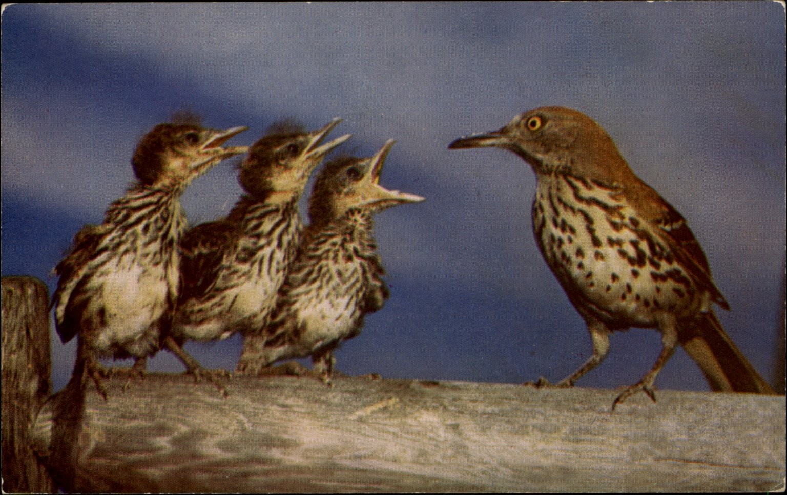 Ipswich River Audubon Sanctuary Brown Thrasher Chicks MA vintage postcard o852