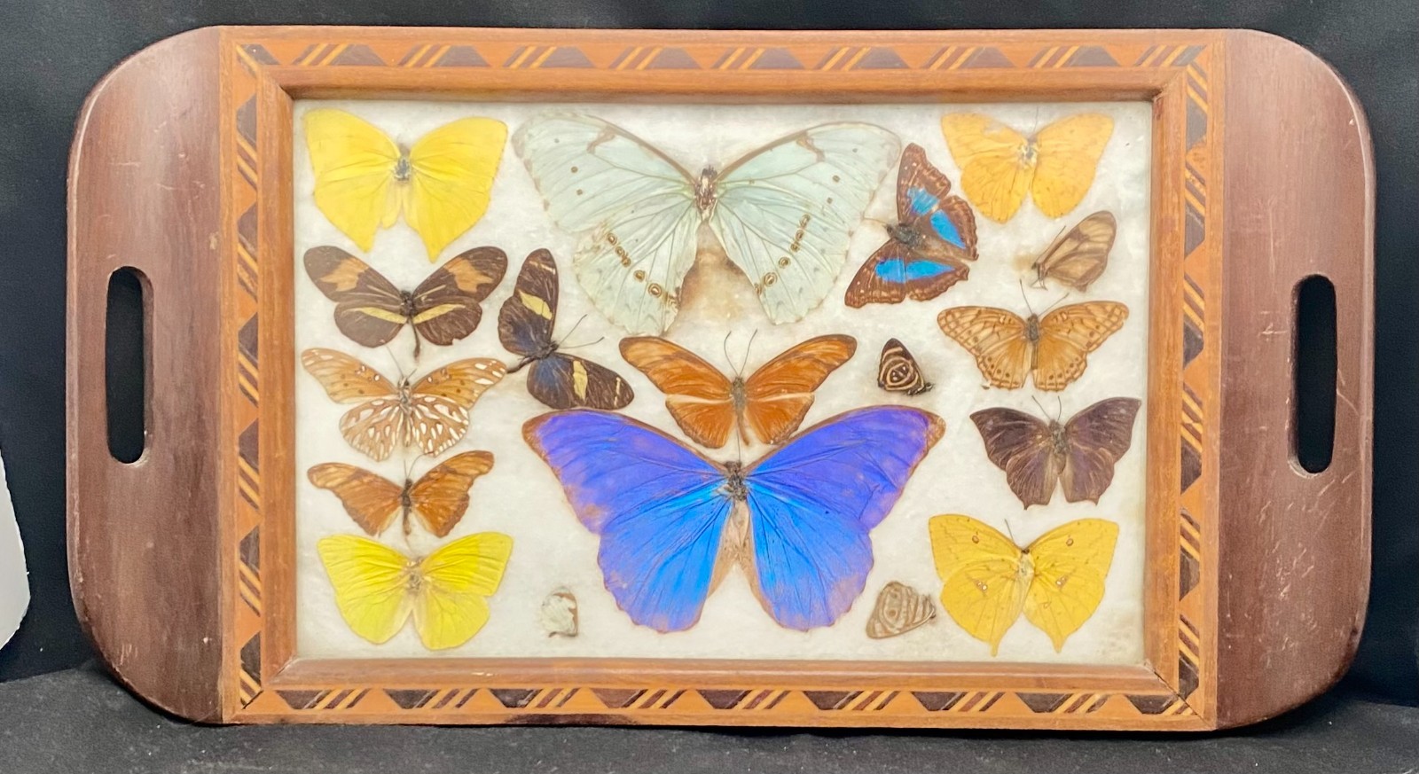 LOVELY BUTTERFLY WINGS MORPHO SERVING TRAY 16.5\