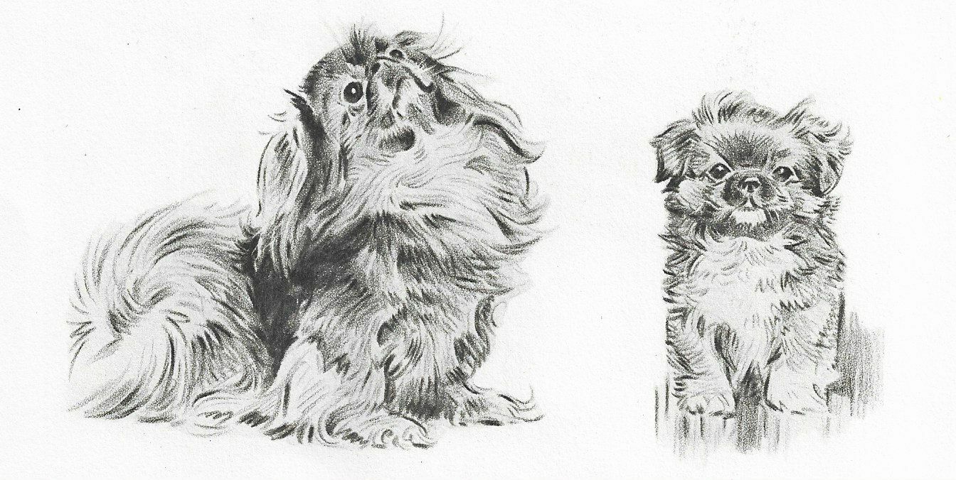 Pekingese 