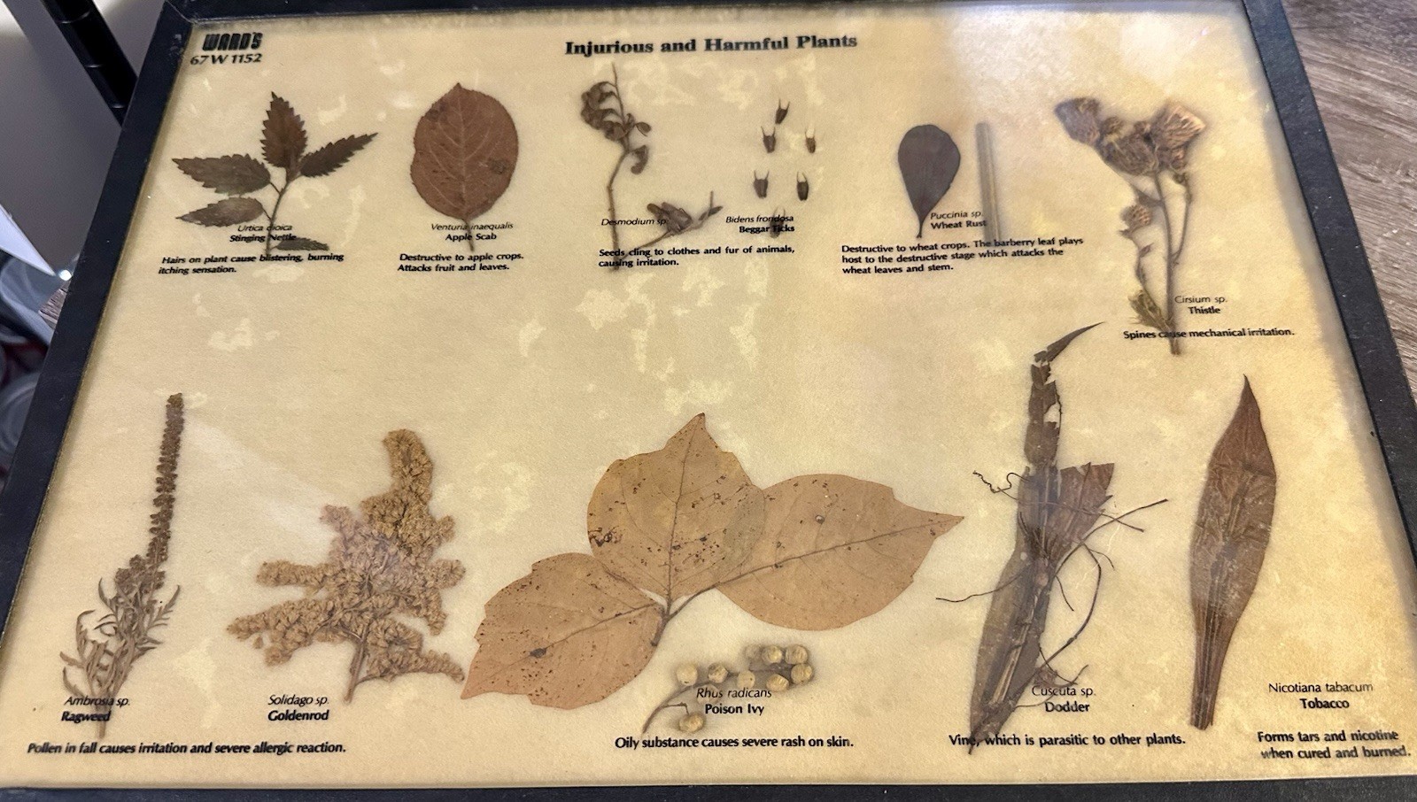 Vintage “Injurious & Harmful Plants” Bot. Display Ag Specimens Early 20th C.