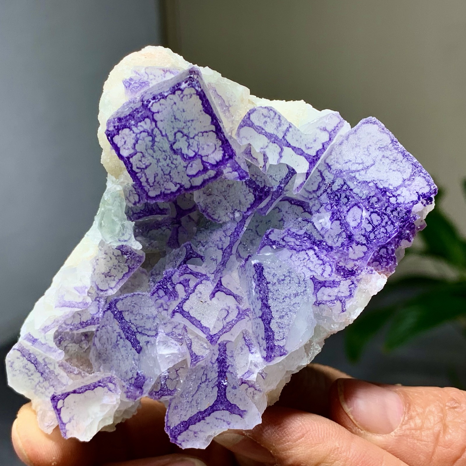 215G Natural Purple 