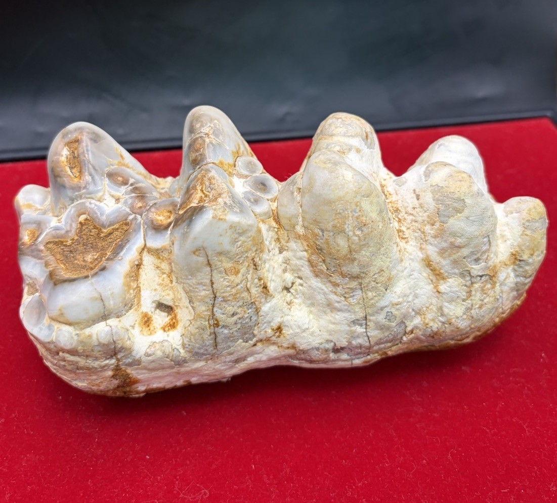 Museum Quality Platybeledon Tooth Fossil - Ultra Rare Top Quality Fossil