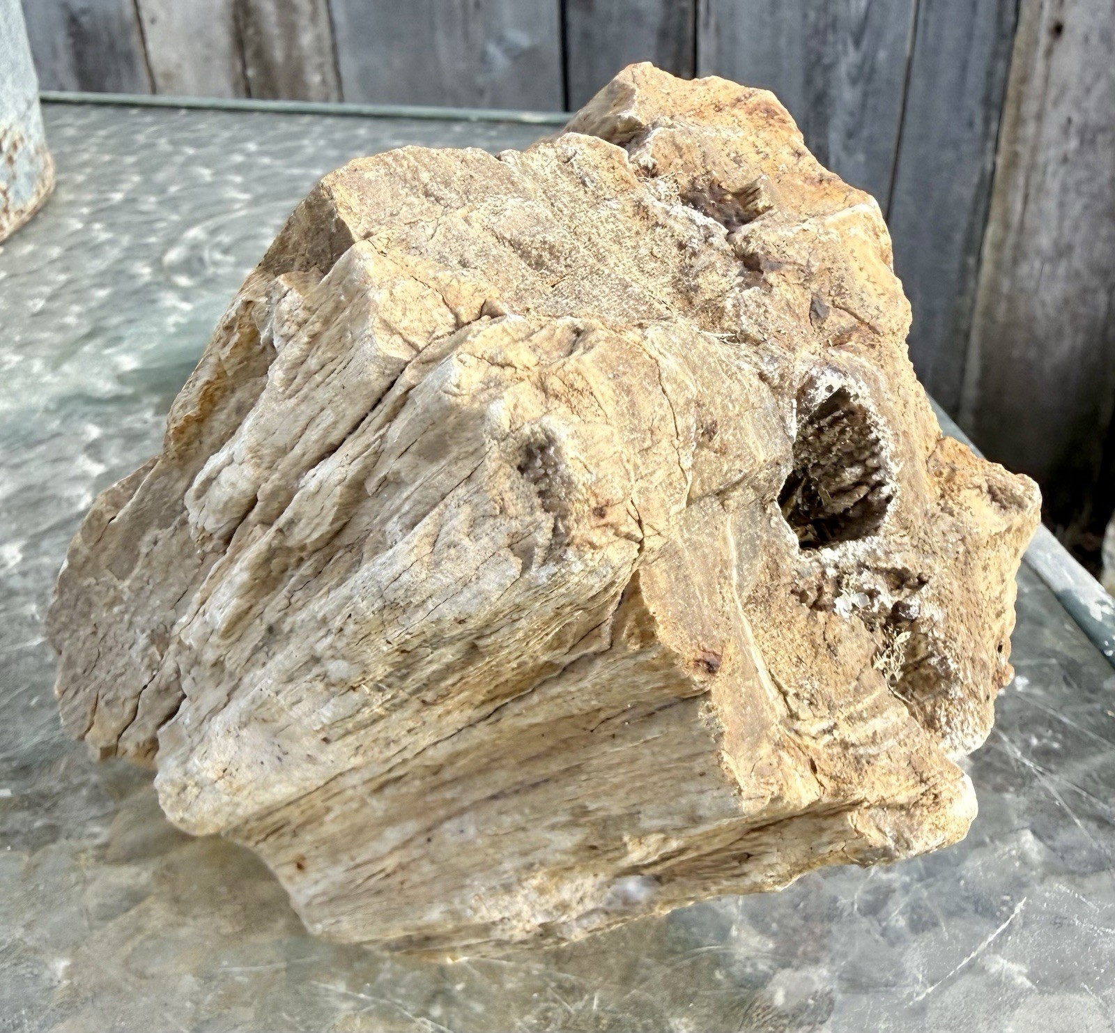 SUPERB* 5 # Petrified Fossil Wood~Clam Bored~Druzy~Perfectly Replicated Detail SUPERB* 5 # Petrified Fossil Wood~Clam Bored~Druzy~Perfectly Replicated Detail