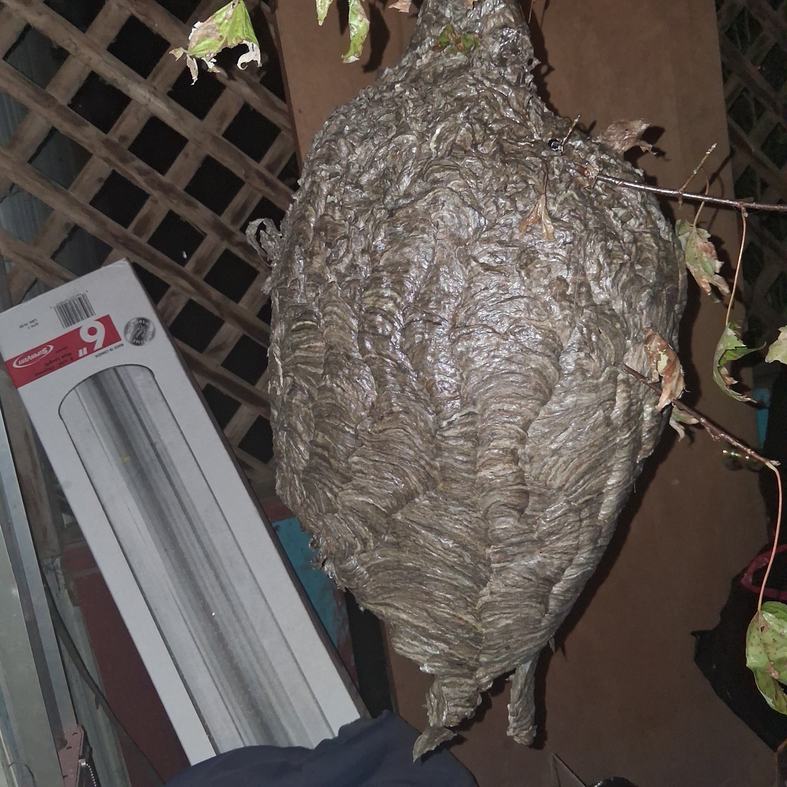 Large Real Bald Faced Hornets Nest Completely Empty Inactive Natural Rustic...