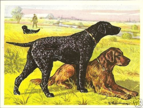 1952 Dog Print Austria Tobacco Company Bildwerk GOLDEN & CURLY COATED RETRIEVER
