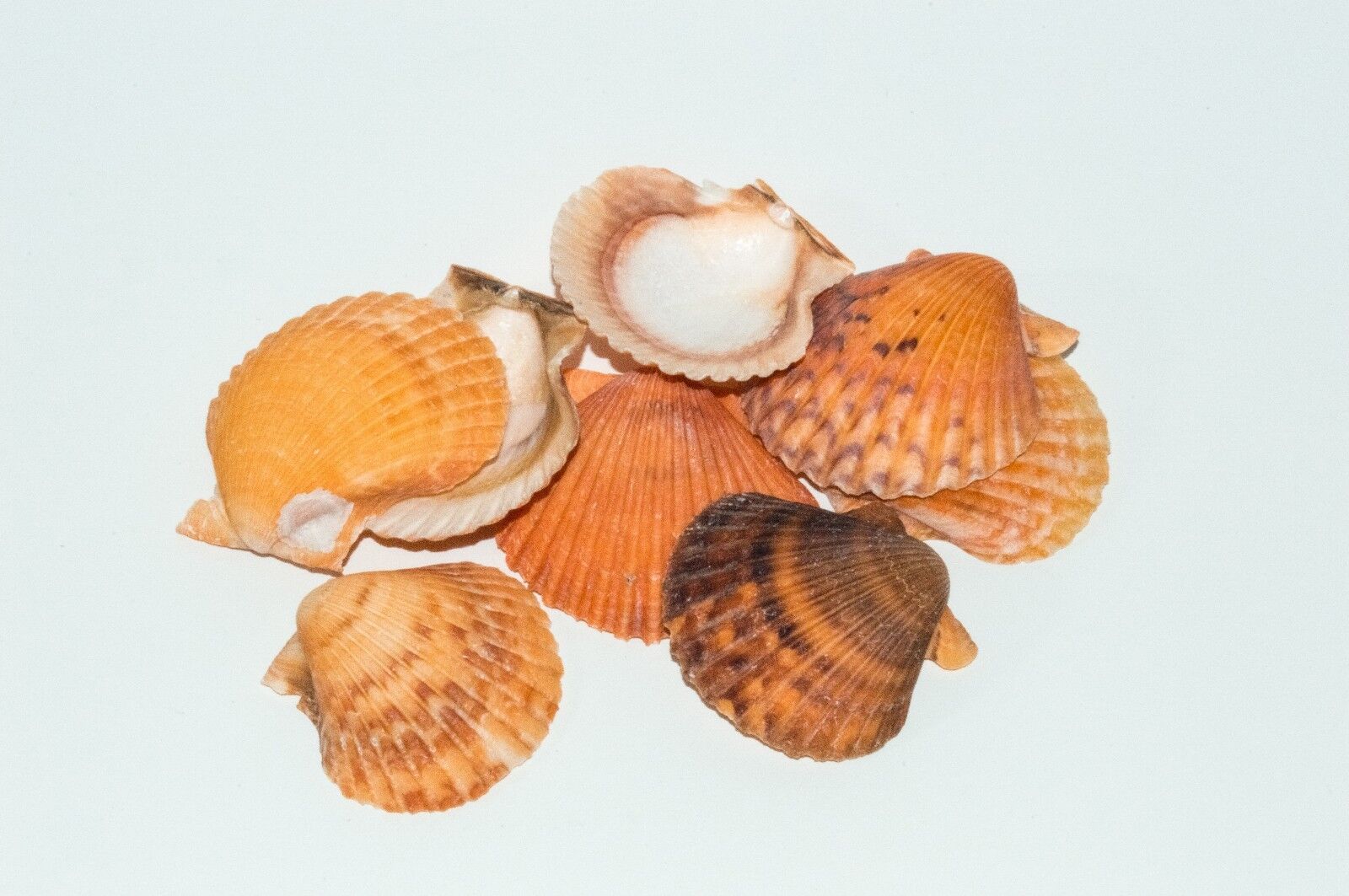 NessaStores Orange Pecten Sea Shell Beach Craft Scallop 2\