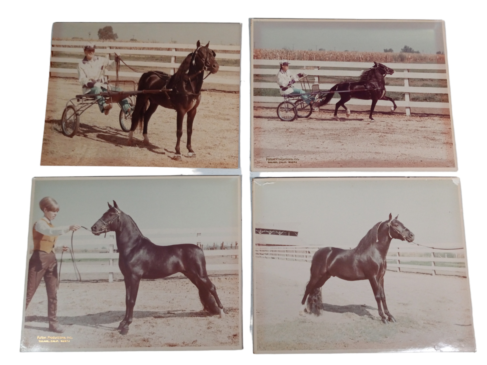 Vintage 1960\'s Horse Tulare California State Fair Photo Prints 8 x 10 Set of 4