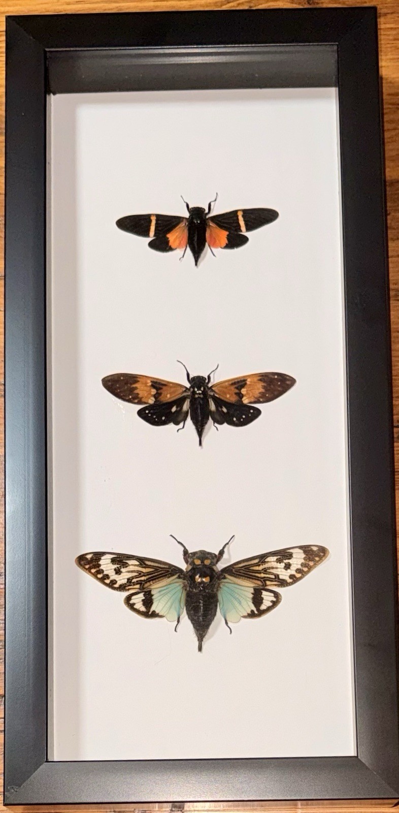 Three Framed Cicadas, Real framed insects 