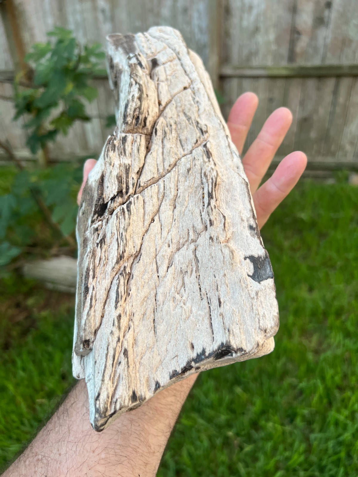 Texas Petrified Wood 14\ Texas Petrified Wood 14\