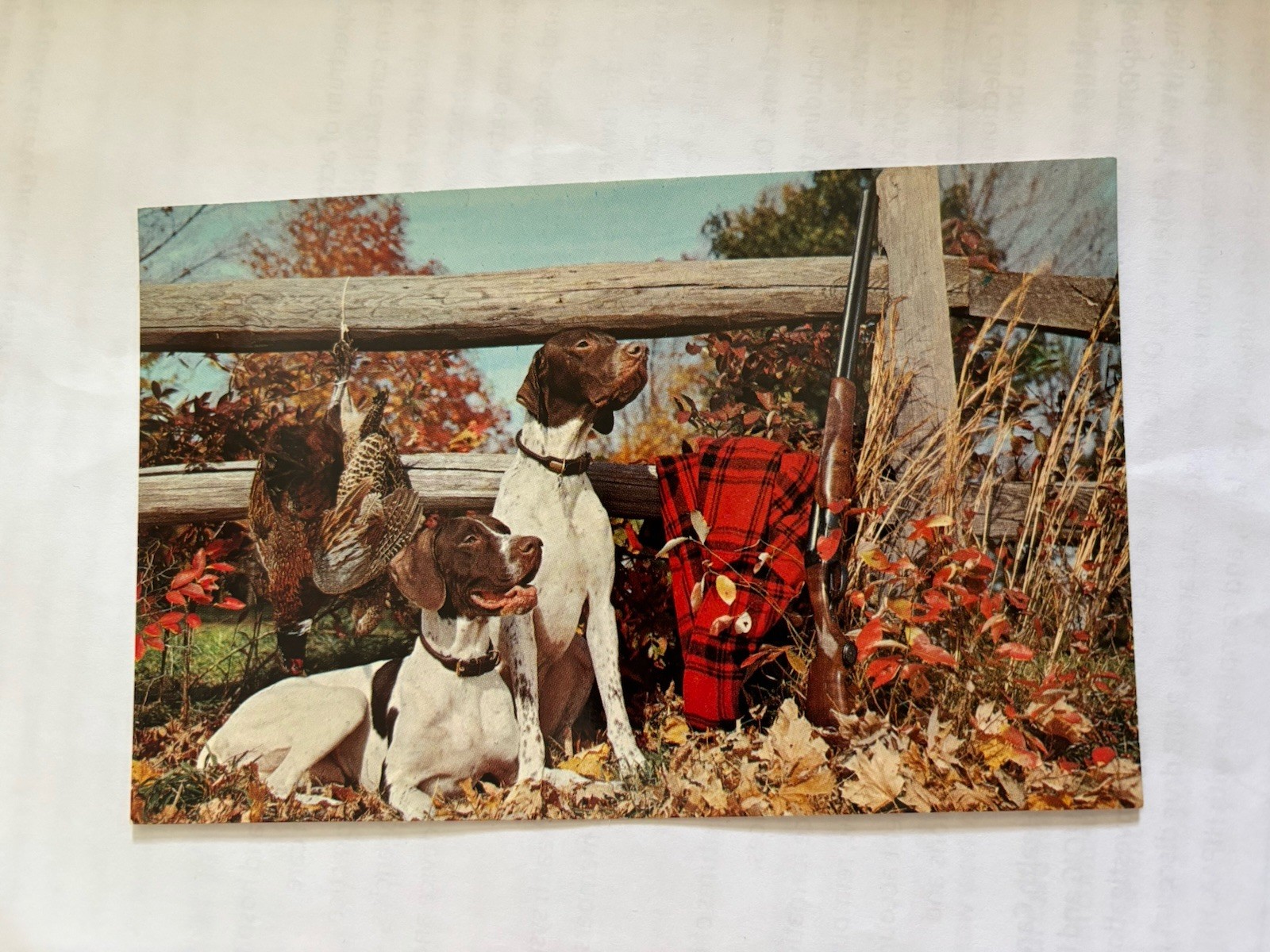 Two Dogs Animals Postcard Antique Postcard