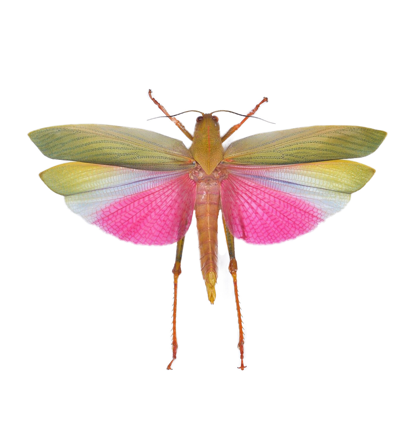 Lophacris cristata MALE real pink grasshopper MOUNTED WINGS SPREAD PINNED Peru