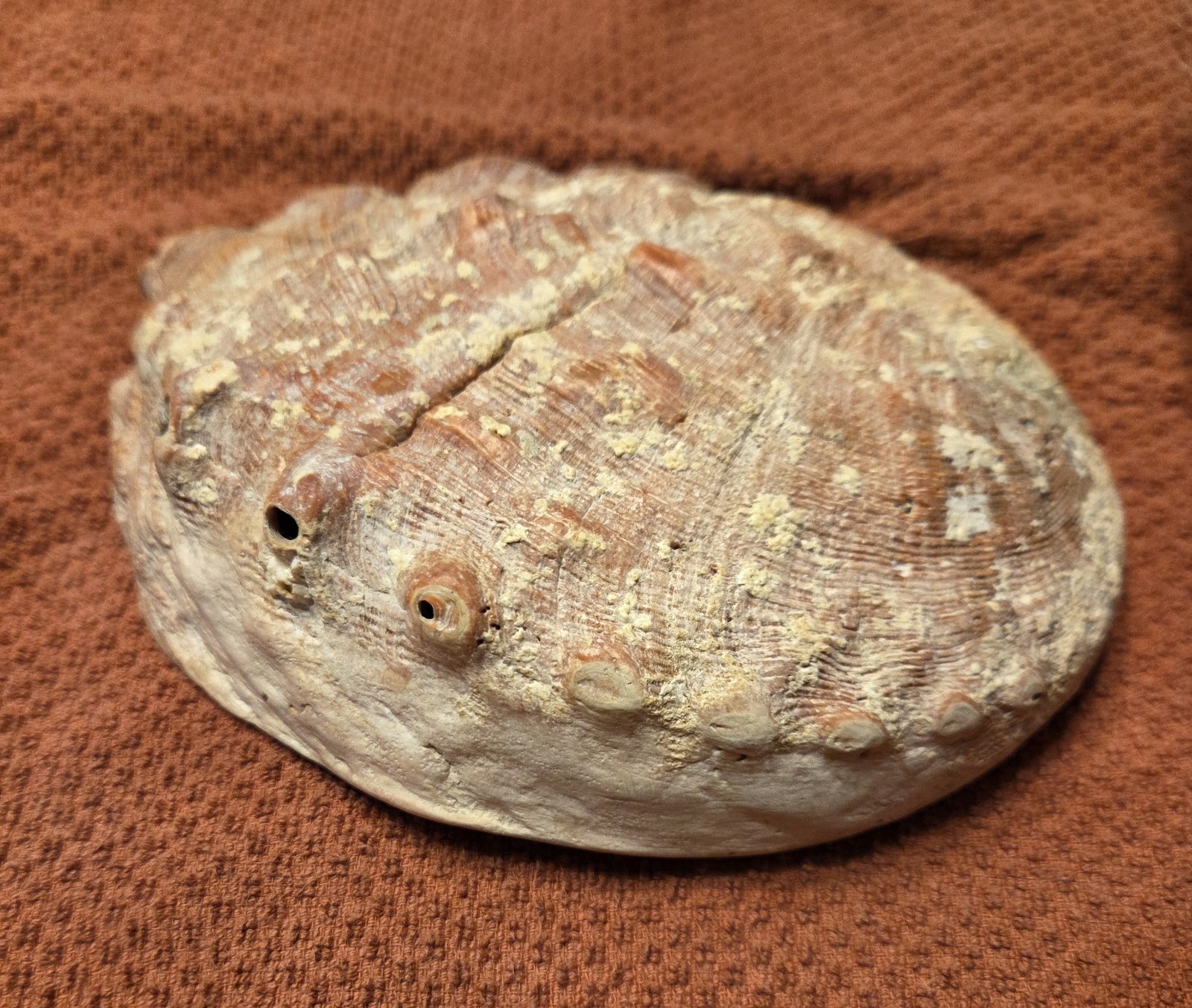 GORGEOUS Old Heirloom LARGE Red Abalone Shell GORGEOUS Old Heirloom LARGE Red Abalone Shell