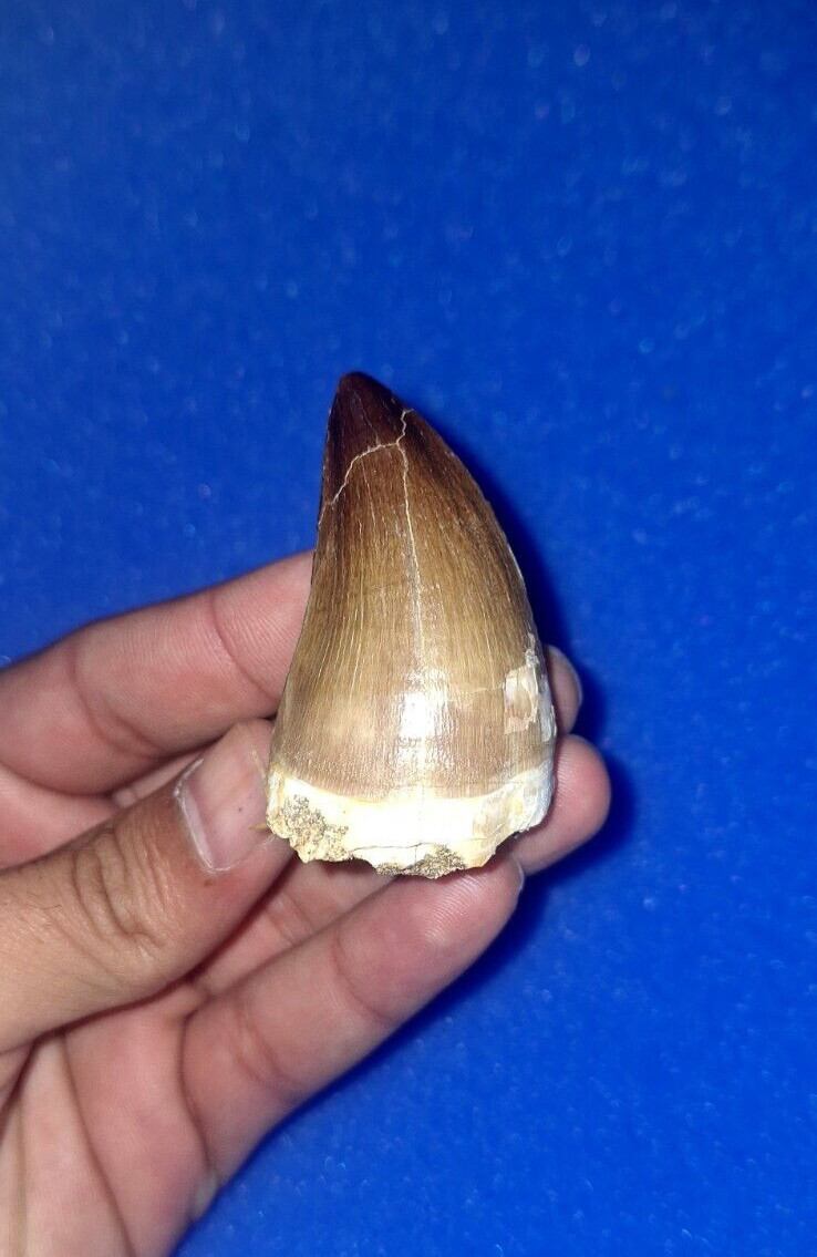2×1 stunning mosasaur teeth & shark teeth Cretaceous period prehistoric dinosaur