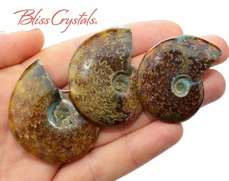 1 MedLrg Sutured AMMONITE Fossil Chambered Nautilus Whole Shell #SA04