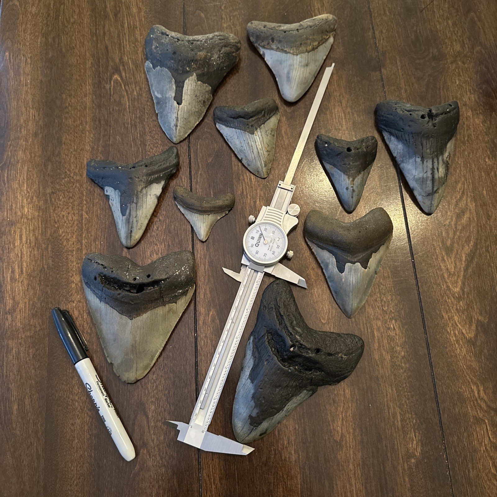 Real Megalodon Shark Teeth: lot of 10