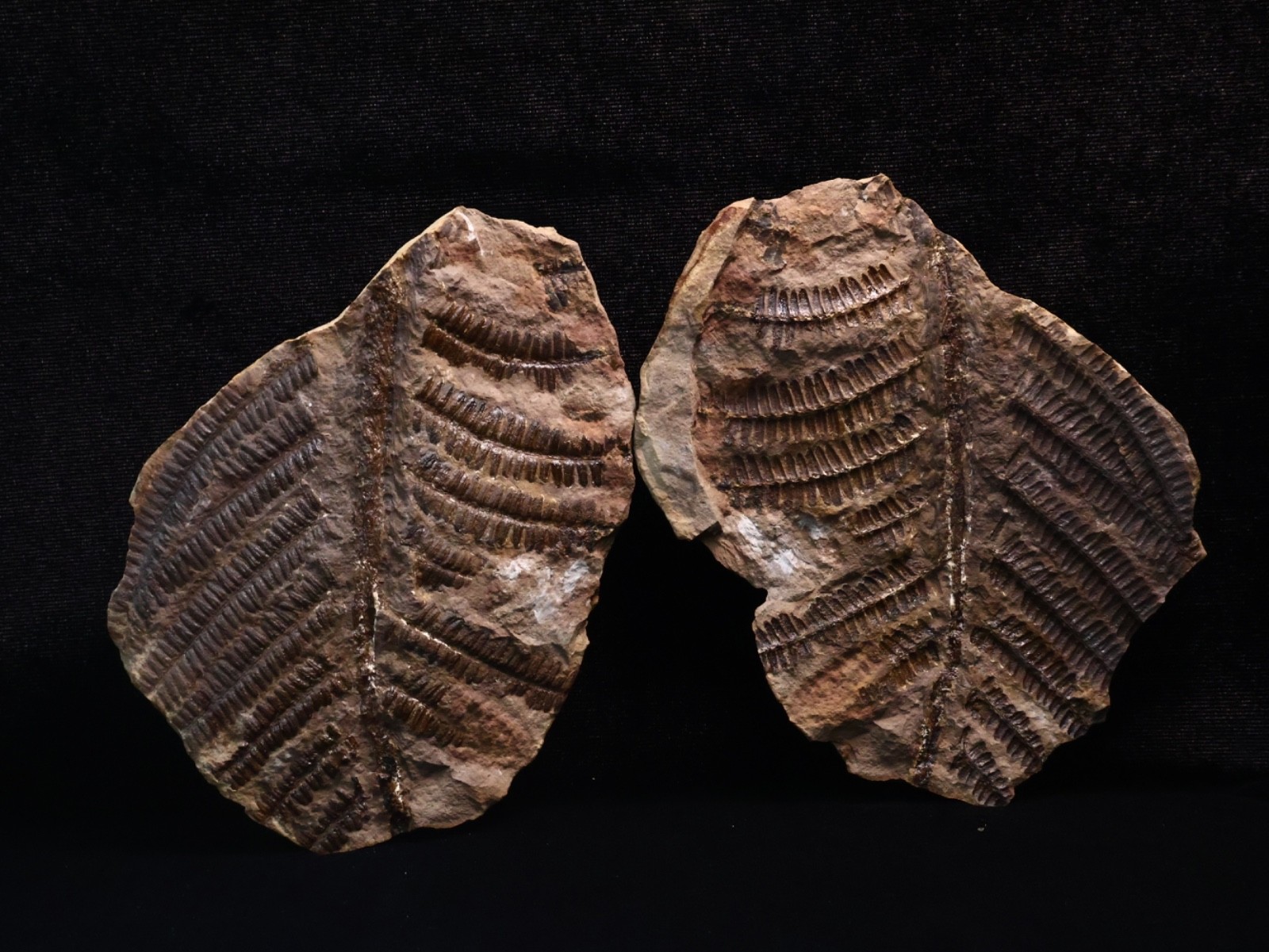 Large Mazon Creek Laveineopteris rarinervis, Coal City, Illinois