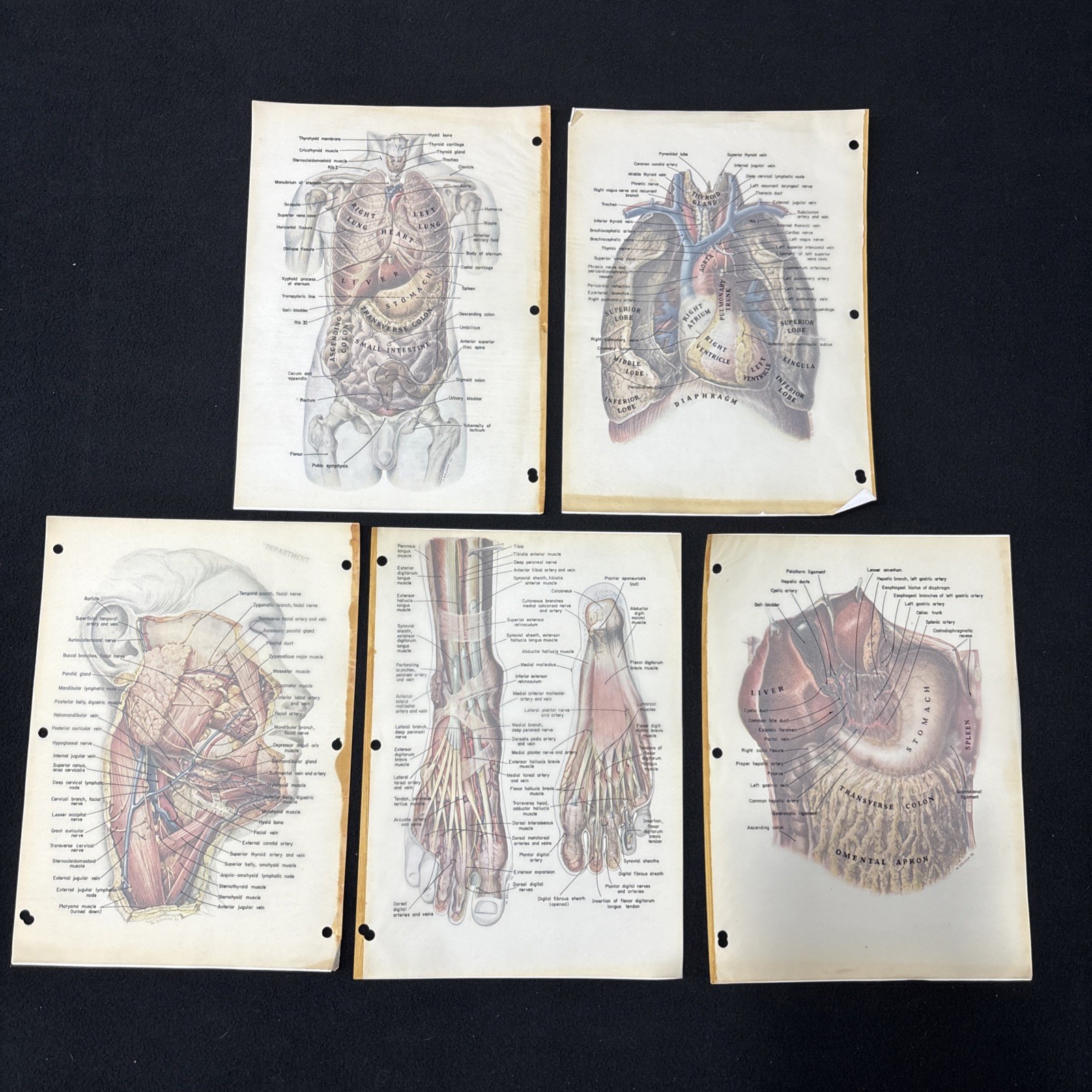 Vintage 1959 Lot Of Medical/Anatomy Illustrations/Art with Overlays by W. Brudon