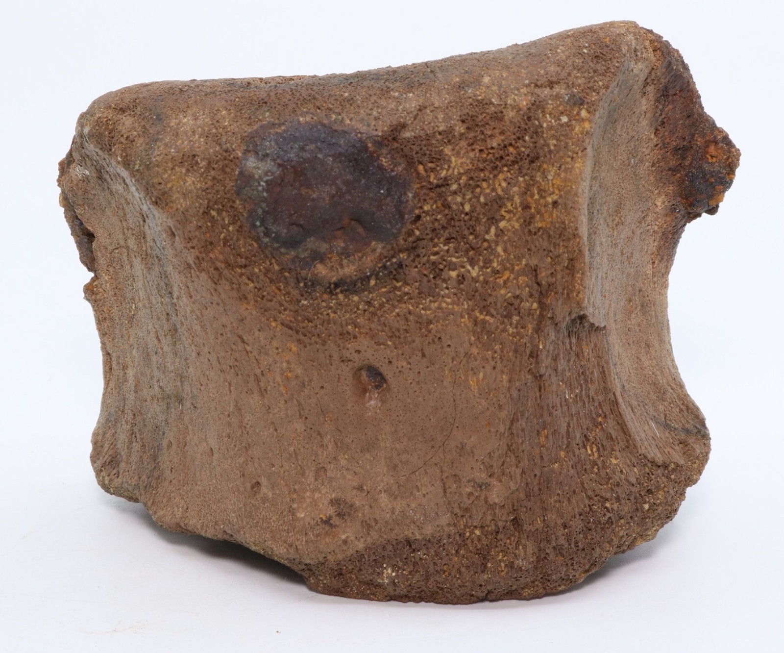 Triceratops Fossil Toe Phalanx Bone 3.63\