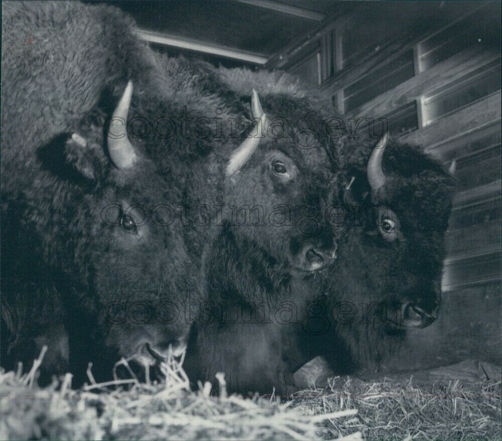 Press Photo Trio of Buffalo Press Photo Trio of Buffalo