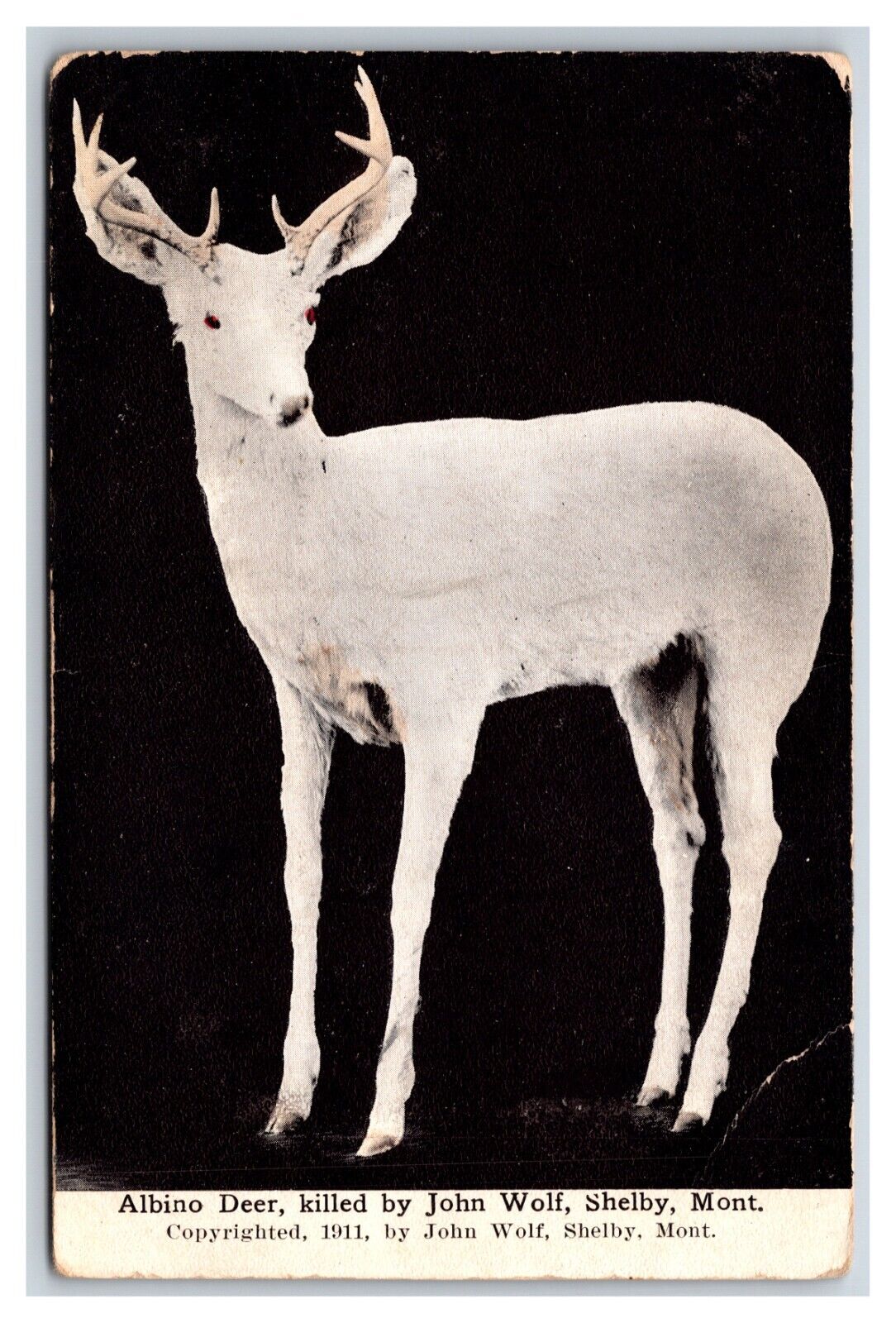 Albino Deer Taxidermy Killed By John Wolf Shelby Montana MT UNP DB Postcard R28